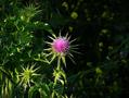Silybum marianum